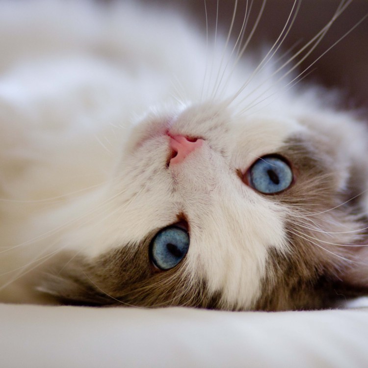 Самые милые котики в мире