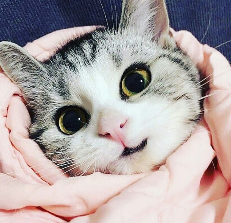 Сиамская кошка котенок