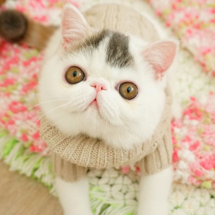 Милые котики