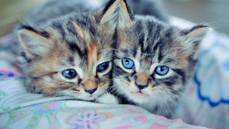 Красивые котята