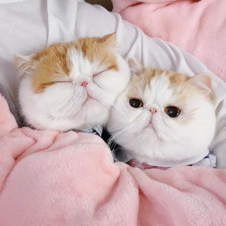 Котенок с бантиком