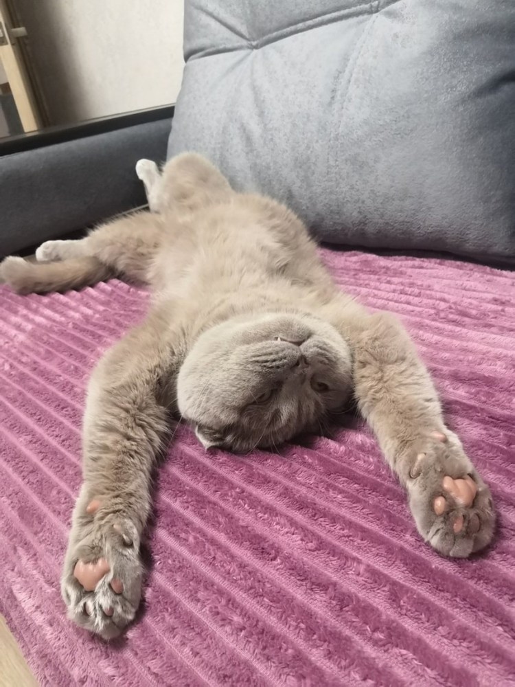 Усталость кот