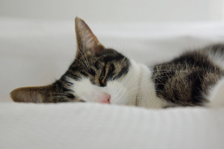 Усталая кошечка