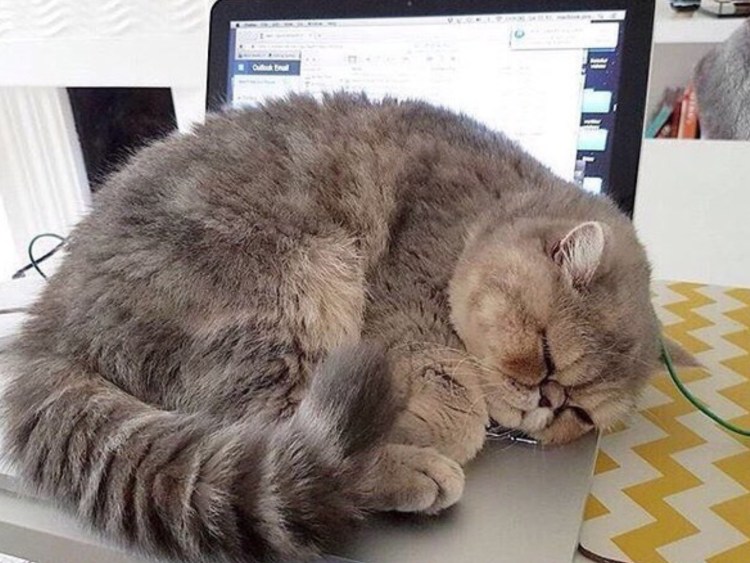 Уставший смешной кот