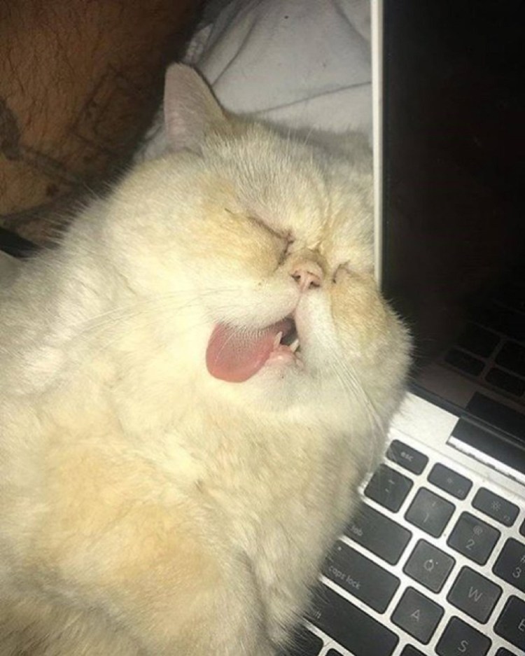 Котик устал