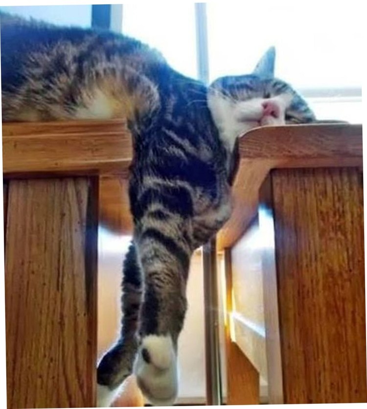 Уставшая кошка