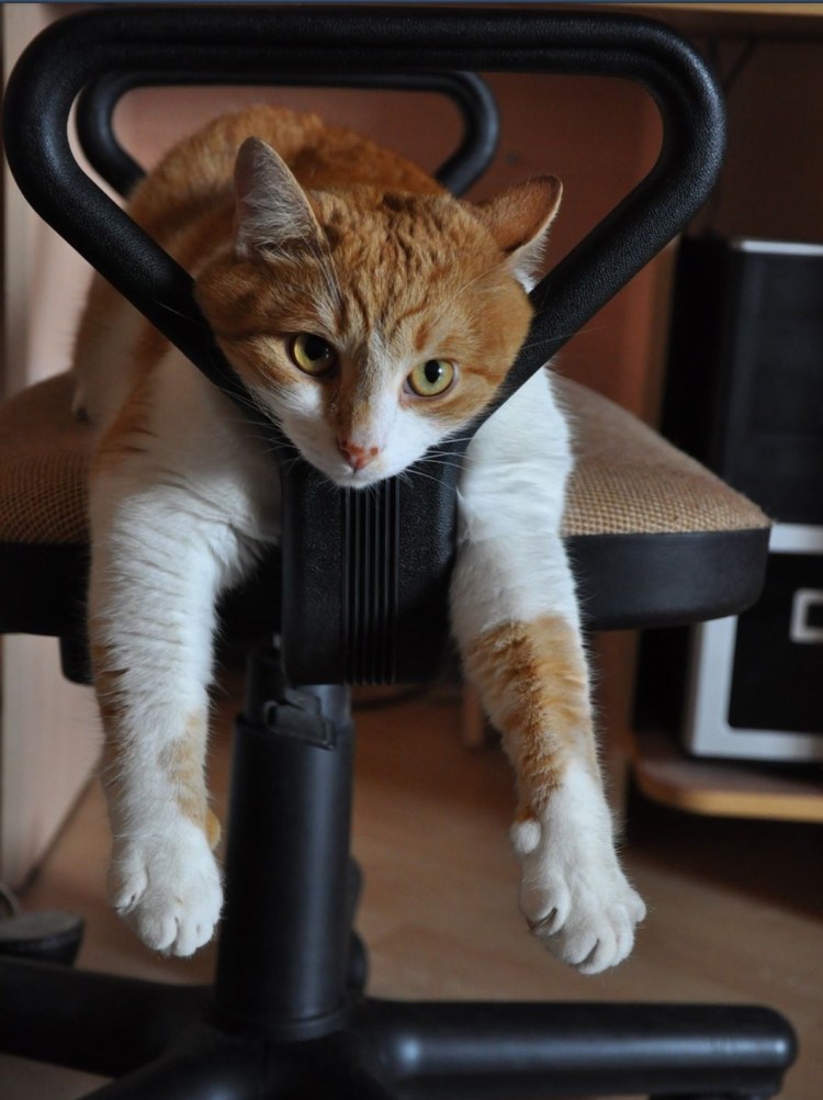 Котик устал