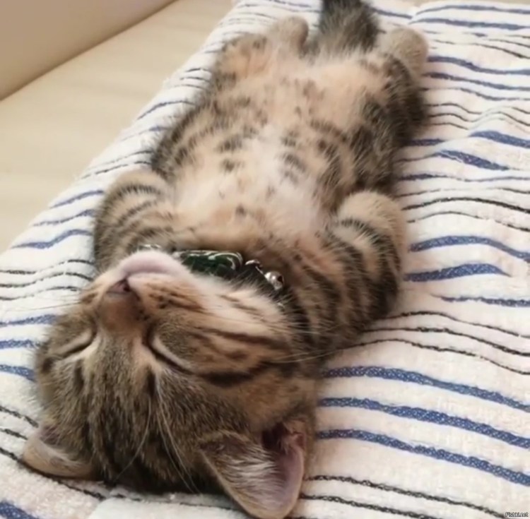 Кошка валяется