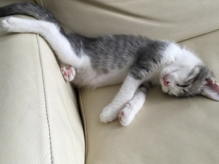 Кошечка устала