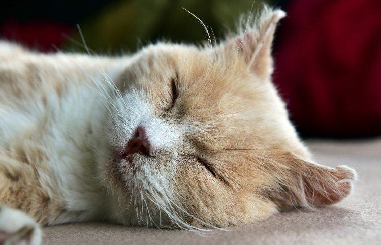 Уставший кот