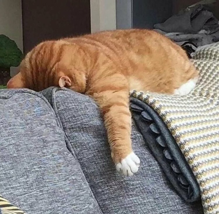 Смешные позы котов