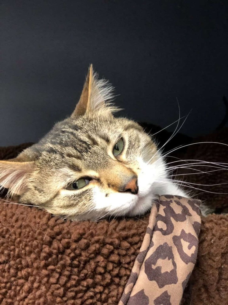 Котик устал