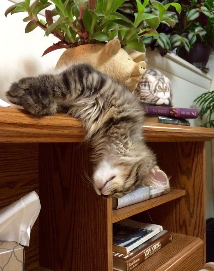 Кошка смешно спит