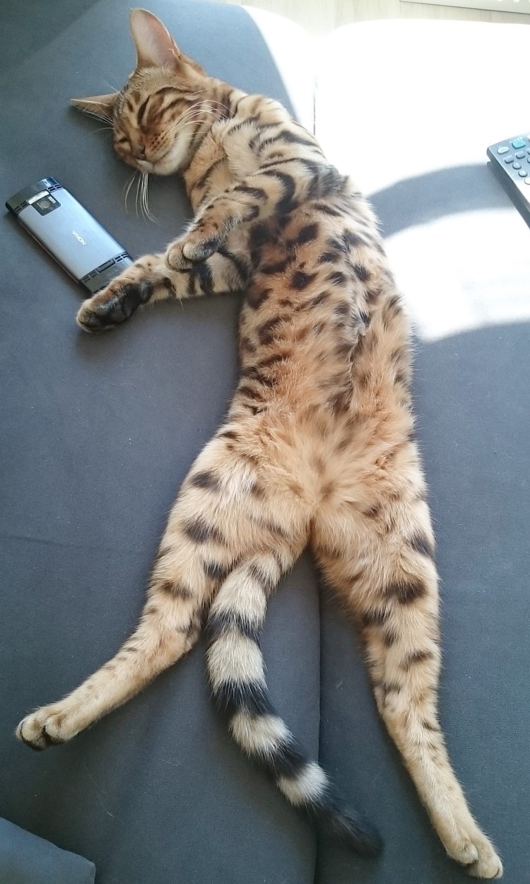 Кошка закрывает лапой глаза