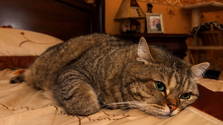 Кот утомился