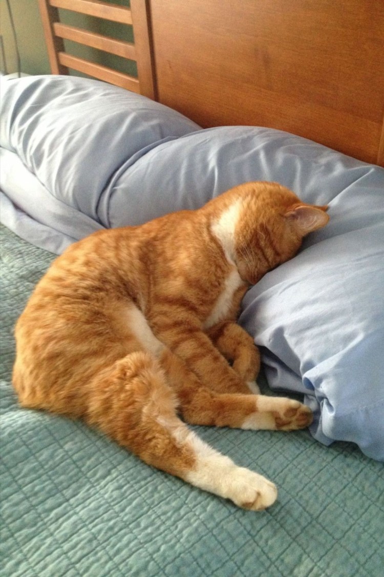 Уставший кот