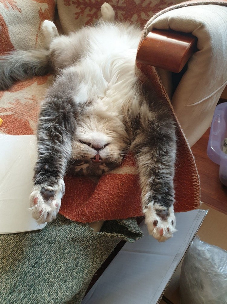 Усталость кот