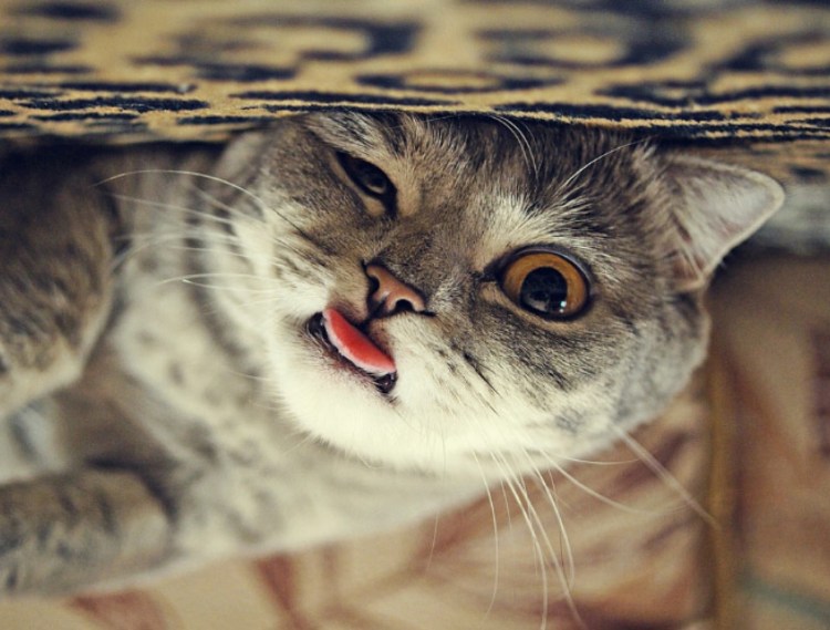 Коты с высунутым языком
