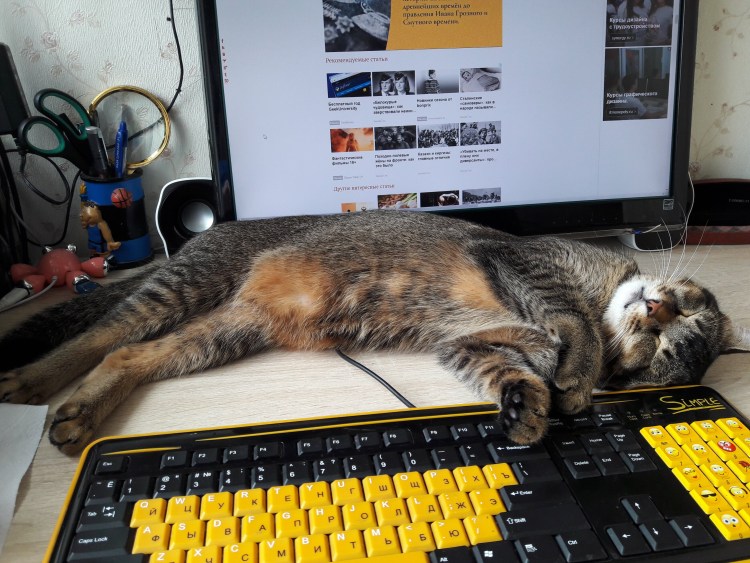 Уставший котик устал