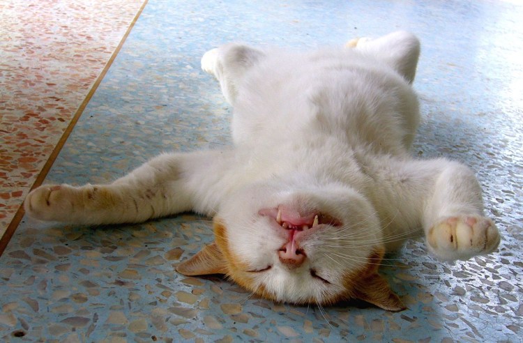 Спящий пушистый кот