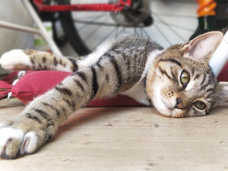 Уставшая кошка