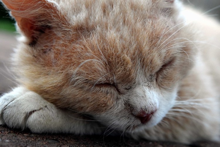 Уставший рыжий кот