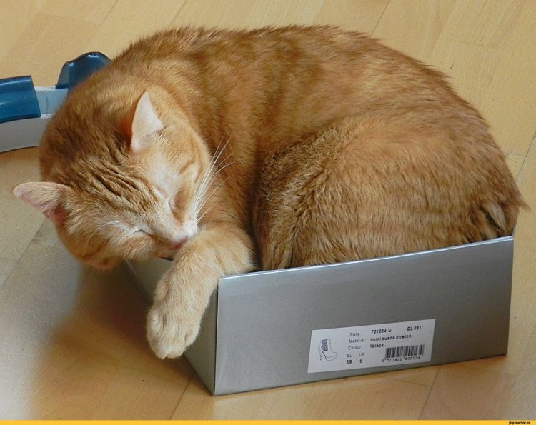 Рыжий кот устал