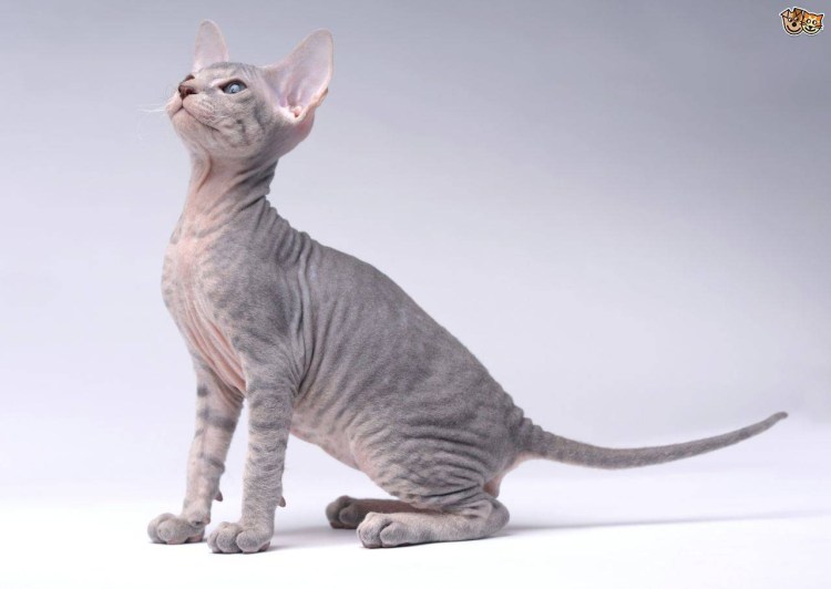 Корни Шрек кот