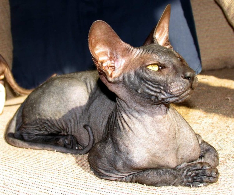 Метис канадского сфинкса