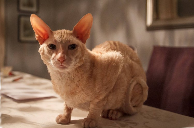 Коты породы Корниш рекс