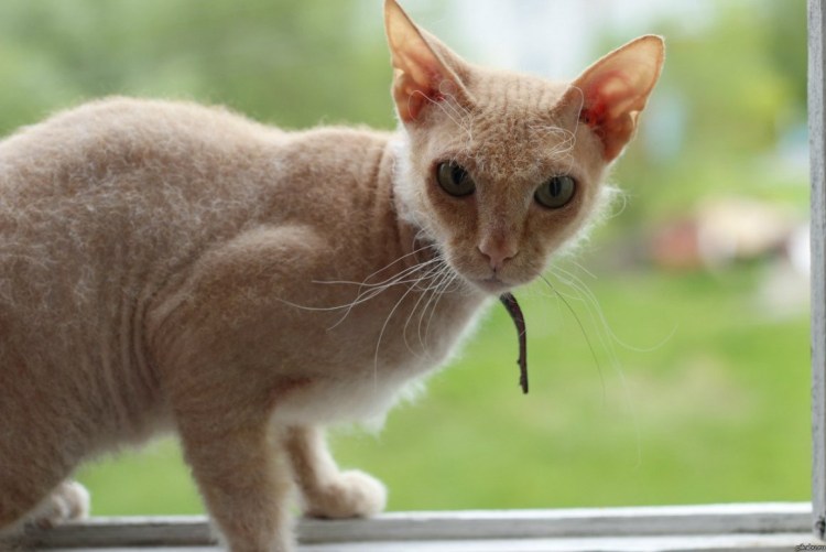 Корниш рекс