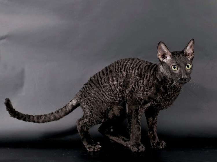 Корниш рекс белый