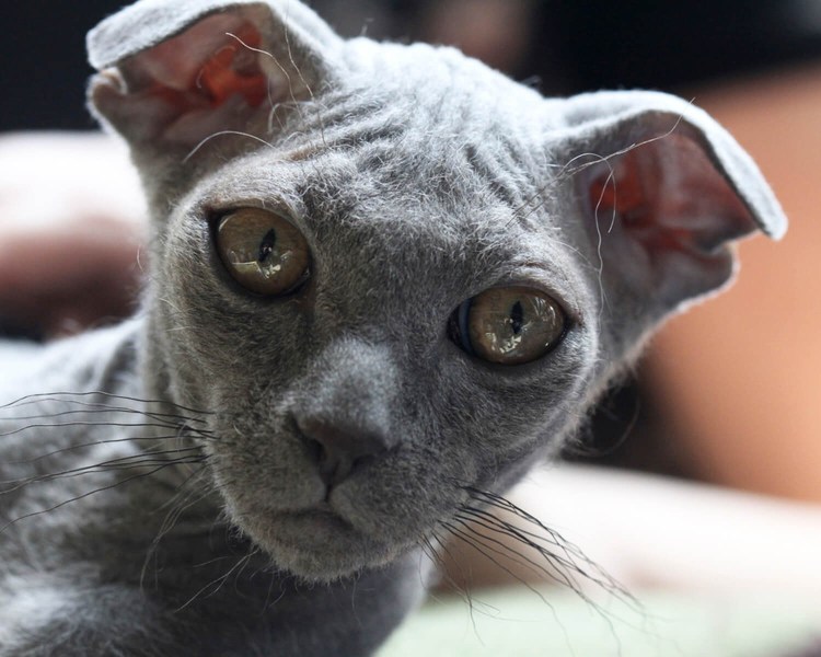 Корниш рекс кошка