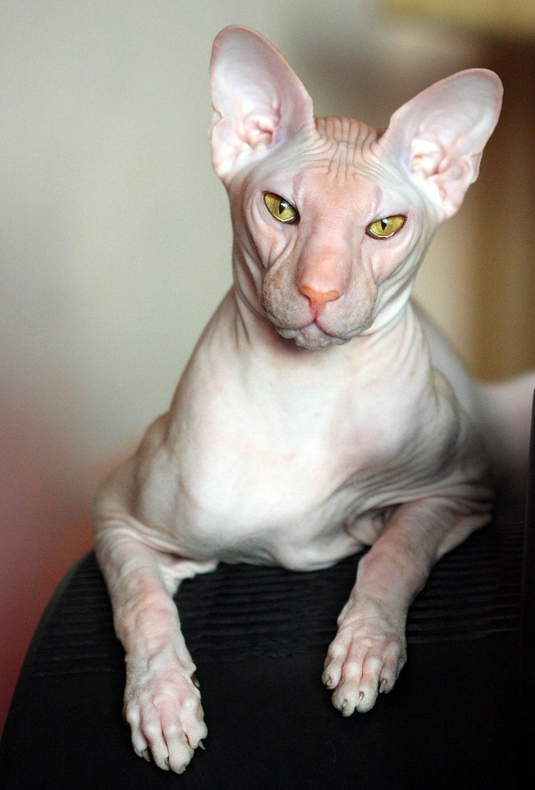 Гипоаллергенные кошки Корниш рекс
