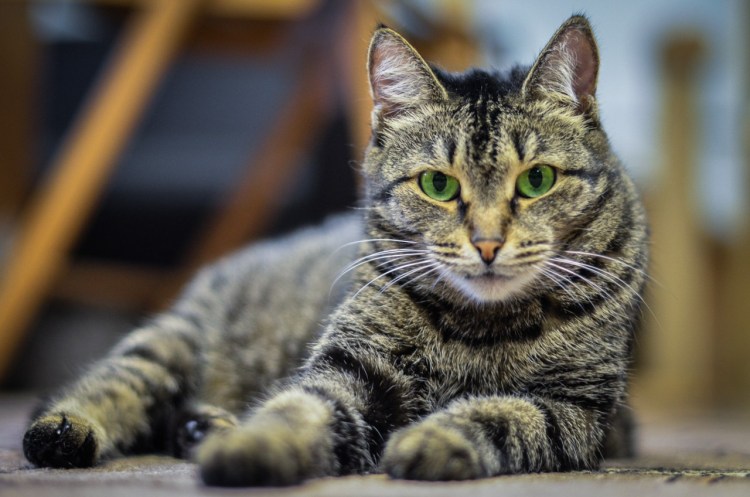 Бриндл кошка