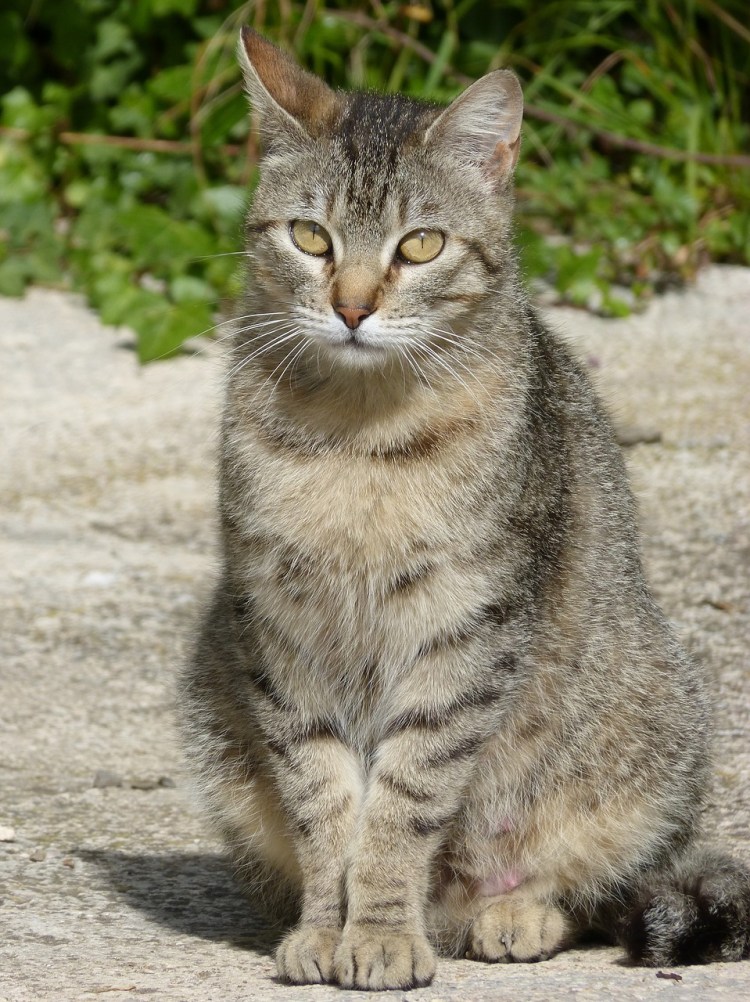 Шпротный кот