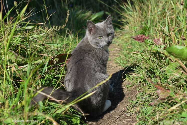 Домашние животные котики