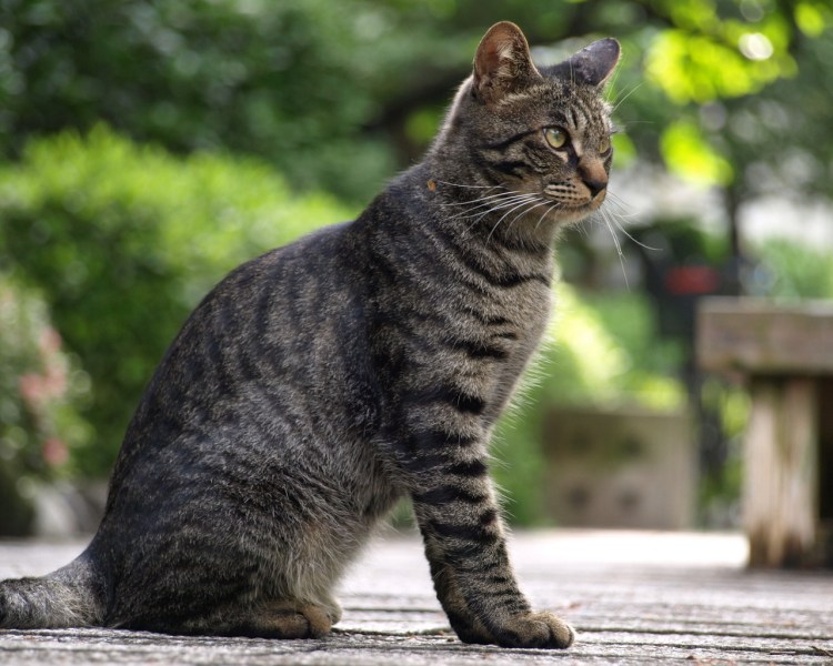 Домашний кот