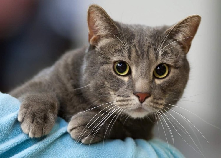 Бразильская короткошерстная кошка