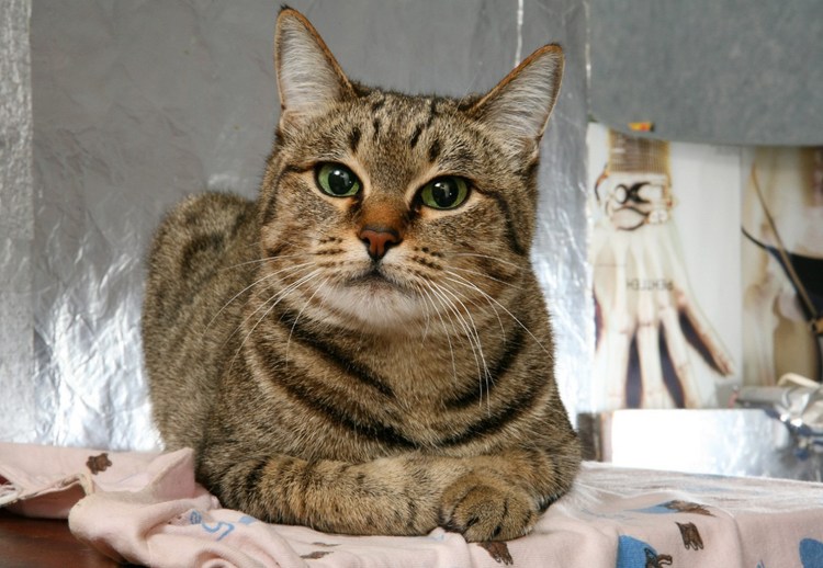 Кошка домашняя