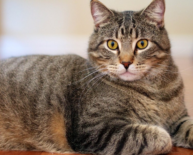 Кельтская кошка европейская короткошерстная