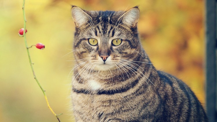 Европейская короткошёрстная кошка коричневая