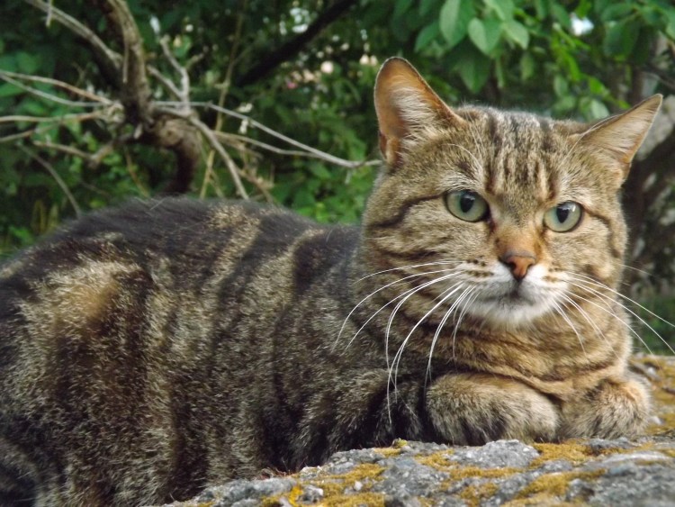 Кошка домашняя