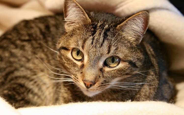 Домашние кошки