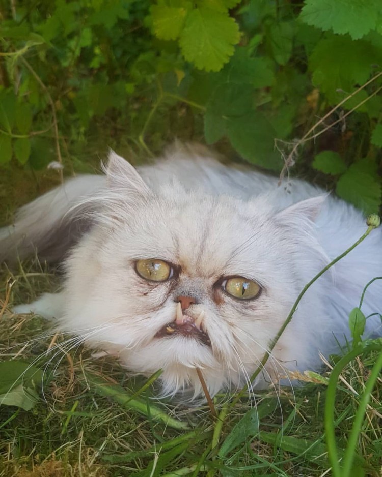 Сфинкс кошка морщинистая