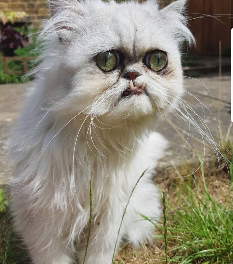 Страшные породы котов