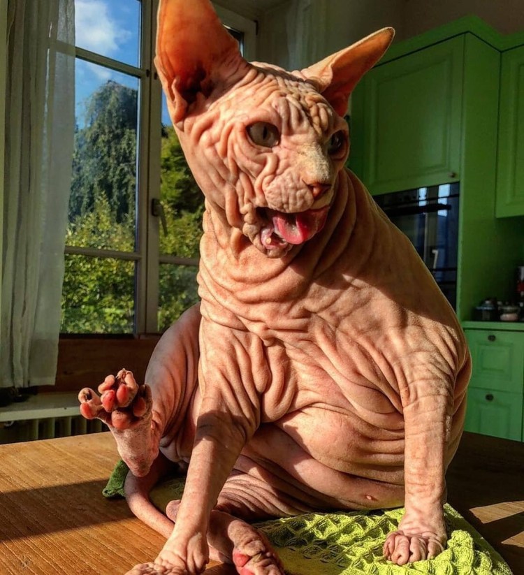 Сфинкс кошка морщинистая