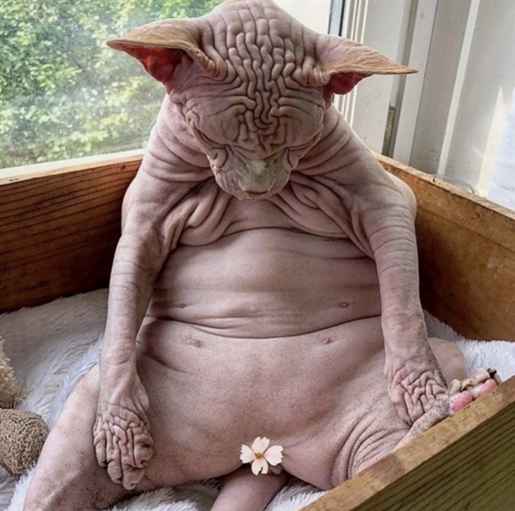 Морщинистый канадский сфинкс