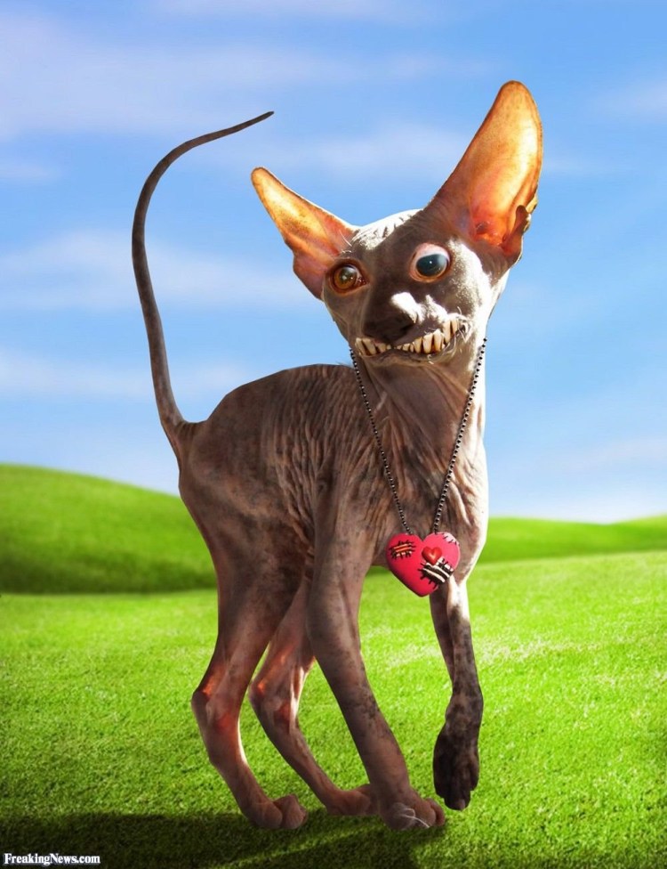 Вилфред Варриор