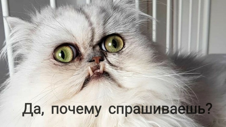 Сфинкс кошка исчадие ада